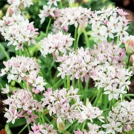 allium-czosnek-cameleon-5-szt-cebulki-cebule-kwiaty