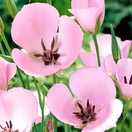 calochortus-cupido-10-szt-cebulki-cebule-kwiaty