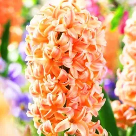 hiacynt-gipsy-queen-10-szt-cebulki-cebule-kwiaty