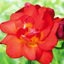 freesia-double-frezja-pelna-czerwona-10-szt-cebulki-cebule-kwiaty