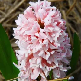 hiacynt-apricot-passion-10-szt-cebulki-cebule-kwiaty