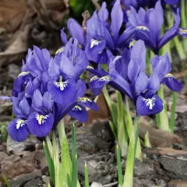 irys-reticulata-zylkowany-harmony-10-szt-cebulki-cebule-kwiaty