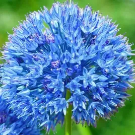allium-caeruleum-czosnek-blekitny-5-szt-cebulki-cebule-kwiaty