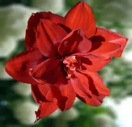 hippeastrum-amarylis-zwartnica-double-roma-1-szt-cebulki-cebule-kwiaty