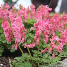 kokorycz-corydalis-solida-beth-evans-5-szt-cebulki-cebule-kwiaty