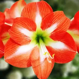hippeastrum-amarylis-zwartnica-nagano-1-szt-cebulki-cebule-kwiaty