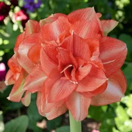 hippeastrum-amarylis-benito-1-szt-30-32-cebulki-cebule-kwiaty