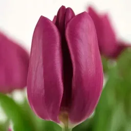 tulipan-fioletowy-xxl-5-szt-14-tulipany-cebulki-cebule-tulipanow