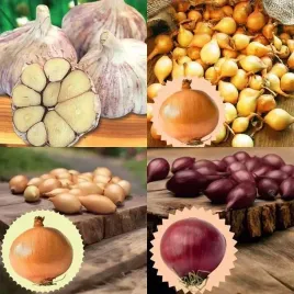 zestaw-cebula-dymka-3-odmiany-po-025-kg-czosnek-harnas-10-szt