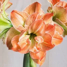 hippeastrum-amarylis-exotic-nymph-1-szt-30-32-cebulki-cebule-kwiaty