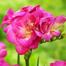 freesia-double-frezja-pelna-rozowa-10-szt-cebulki-cebule-kwiaty