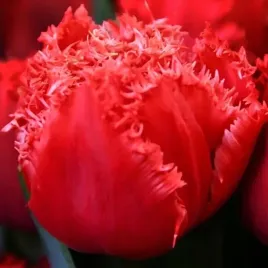 tulipan-strzepiasty-bendigo-5-szt-tulipany-cebulki-cebule-tulipanow