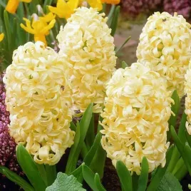 hiacynt-yellow-queen-10-szt-cebulki-cebule-kwiaty