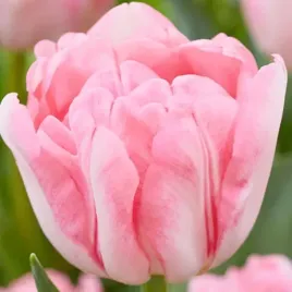 tulipan-pelny-foxtrot-5-szt-tulipany-cebulki-cebule-tulipanow