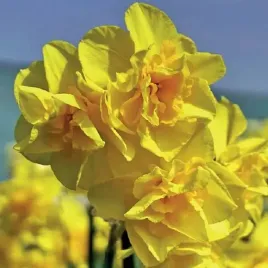 narcyz-jonquilla-golden-delicious-5-szt-cebulki-cebule-kwiaty