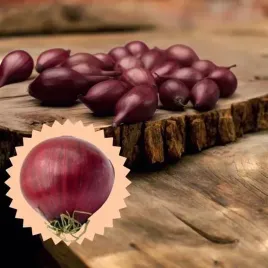 cebula-dymka-zimujaca-czerwona-akado-1-kg