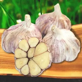 czosnek-polski-harnas-sred-5-55-cm-1-kg