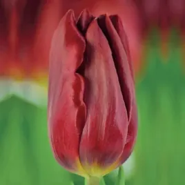 tulipan-na-kwiat-ciety-strong-love-5-szt-tulipany-cebulki-cebule-tulipanow