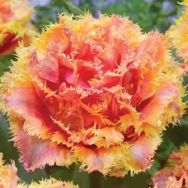 tulipan-strzepiasty-brisbane-5-szt-tulipany-cebulki-cebule-tulipanow