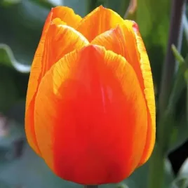 tulipan-pojedynczy-wczesny-flair-5-szt-tulipany-cebulki-cebule-tulipanow