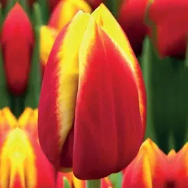 tulipan-na-kwiat-ciety-dow-jones-5-szt-tulipany-cebulki-cebule-tulipanow
