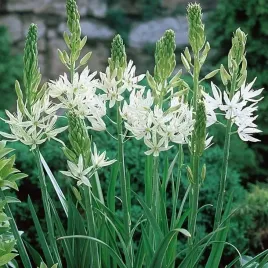 camassia-kamasja-leichtlinii-alba-1-szt-cebulki-cebule-kwiaty