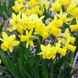 narcyz-botaniczny-tete-a-tete-100-szt-cebulki-cebule-kwiaty