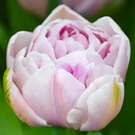tulipan-pelny-katinka-5-szt-tulipany-cebulki-cebule-tulipanow
