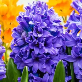 hiacynt-blue-star-10-szt-cebulki-cebule-kwiaty