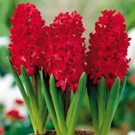 hiacynt-red-glory-10-szt-cebulki-cebule-kwiaty