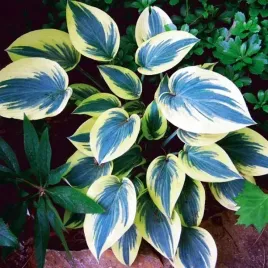 hosta-funkia-mini-frost-mysie-uszka-1-szt-sadzonka-sadzonki-klacze