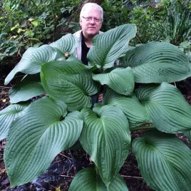 hosta-funkia-t-rex-1-szt-olbrzymia-sadzonka-sadzonki-klacze