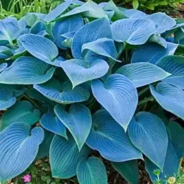 hosta-funkia-canadian-blue-1-szt-sadzonka-sadzonki-klacze