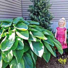 hosta-funkia-empress-wu-1-szt-olbrzymia-sadzonka-sadzonki-klacze