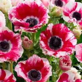 anemon-zawilec-mistral-tigre-3-szt-cebule-cebulki-kwiaty