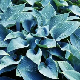 hosta-funkia-halcyon-1-szt-sadzonka-sadzonki-klacze
