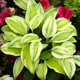 hosta-funkia-captain-s-adventure-1-szt-sadzonka-sadzonki-klacze