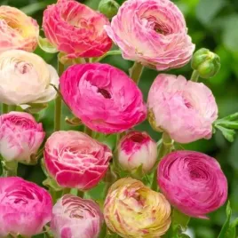 ranunculus-jaskier-picotee-pink-5-szt-cebule-cebulki-kwiaty