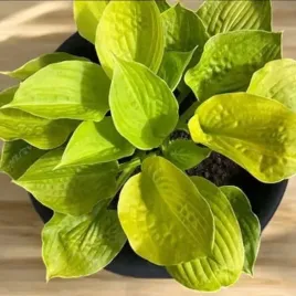 hosta-funkia-banana-kid-1-szt-sadzonka-sadzonki-klacze