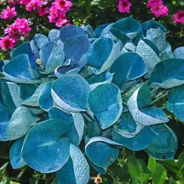 hosta-funkia-abiqua-drinking-gourd-1-szt-sadzonka-sadzonki-klacze