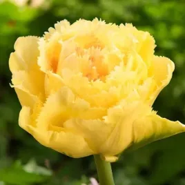tulipan-strzepiasty-lemon-shoot-5-szt-tulipany-cebulki-cebule-tulipanow