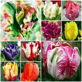 tulipan-papuzi-mieszanka-mix-25-szt-tulipany-cebulki-cebule