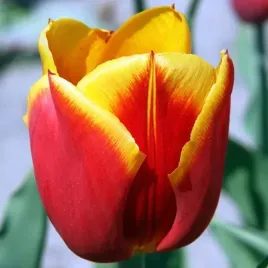 tulipan-czerwono-zolty-50-szt-tulipany-cebulki-cebule-tulipanow