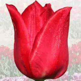 tulipan-elitarny-irena-sendler-5-szt-tulipany-cebulki-cebule-tulipanow