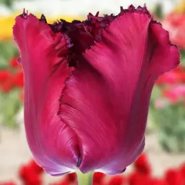 tulipan-elitarny-agata-kornhauser-duda-5-szt-tulipany-cebulki-cebule-tulip