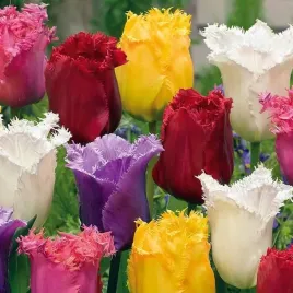 tulipan-strzepiasty-mieszanka-mix-25-szt-tulipany-cebulki-cebule