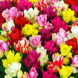 tulipan-wielokwiatowy-mieszanka-mix-25-szt-tulipany-cebulki-cebule
