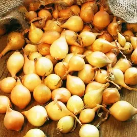 cebula-dymka-zimujaca-zolta-senshyu-yellow-1-kg