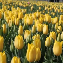 tulipan-zolty-50-szt-10-11-tulipany-cebulki-cebule-tulipanow