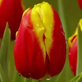 tulipan-czerwono-zolty-5-szt-10-11-tulipany-cebulki-cebule-tulipanow